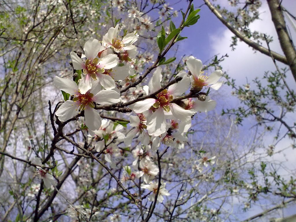 Kirschblüten by Blumenfreund