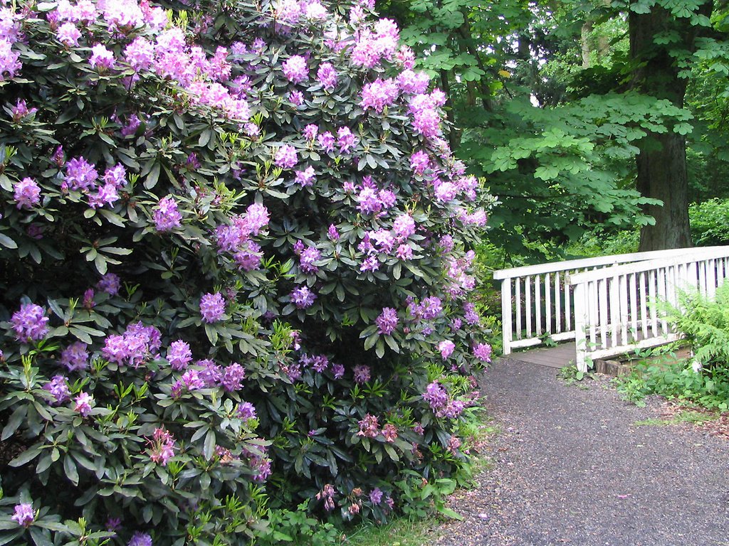 Schlosspark Haseldorf mit Rhododendron by Juliane Herrmann