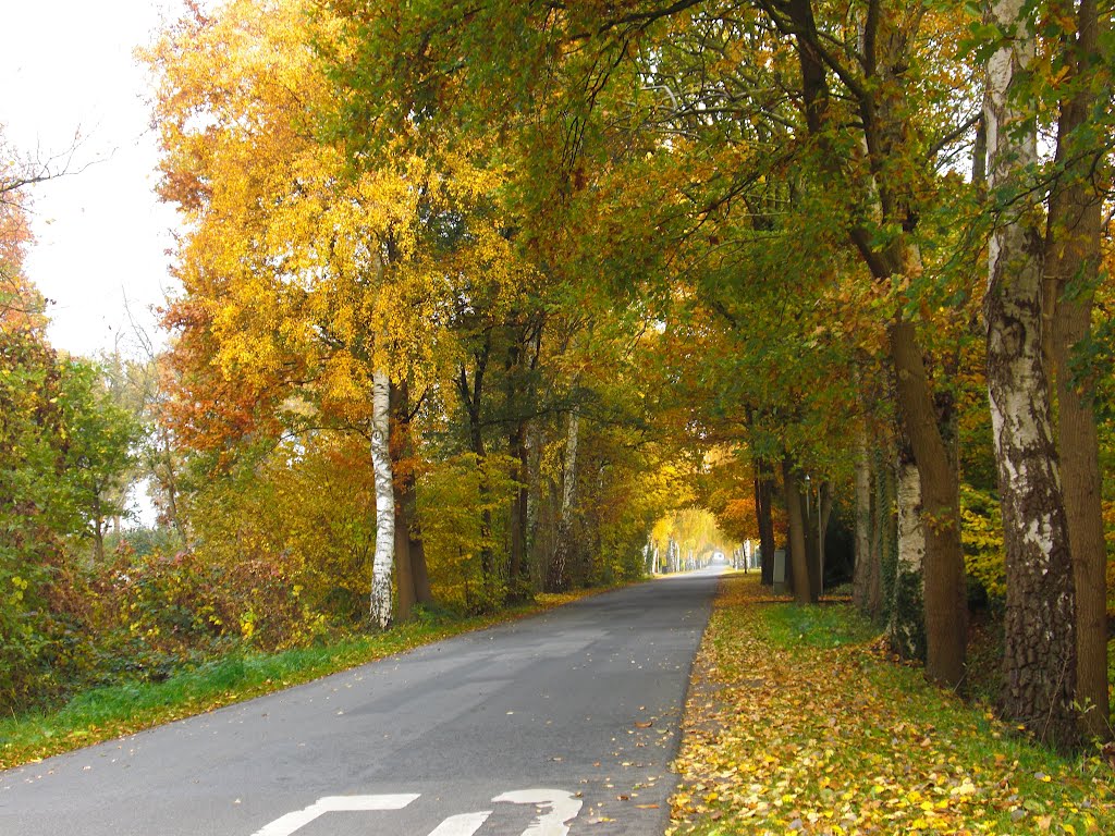 Salzbergen Steider Straße im Herbst by Kerk