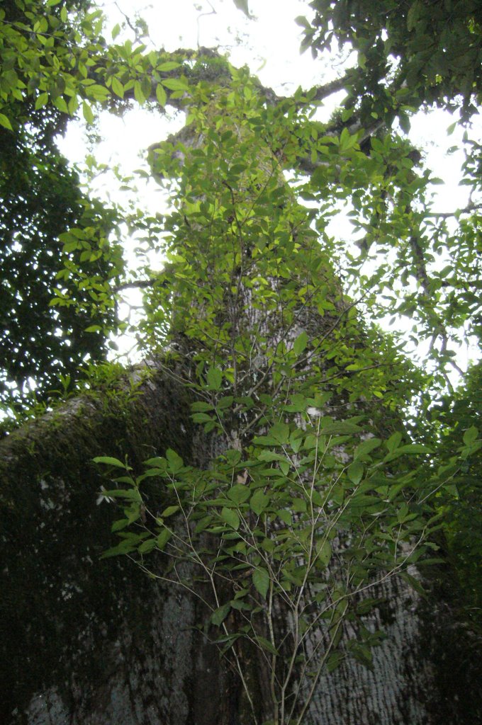 Arbol Gigante (Ceibo)-Aguas Termales Valle Azúl by hernandezcs