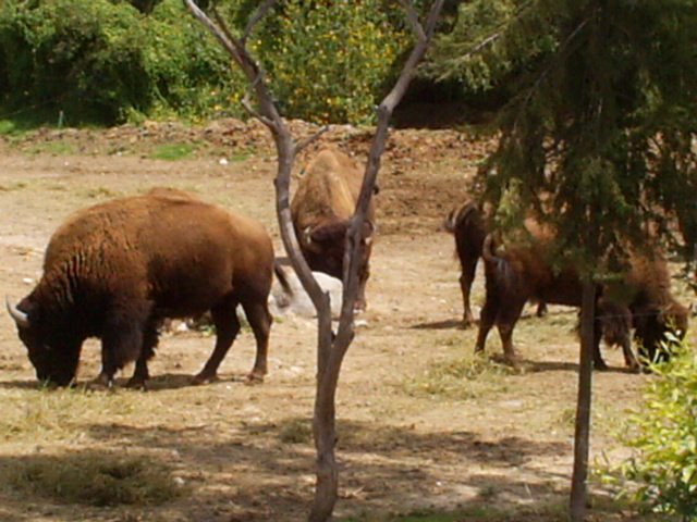 Bisontes by openMINDmagazine2008