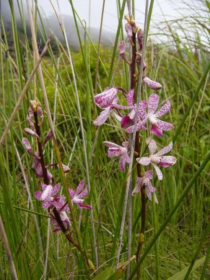 Colourful Orchids by Gustel Homann