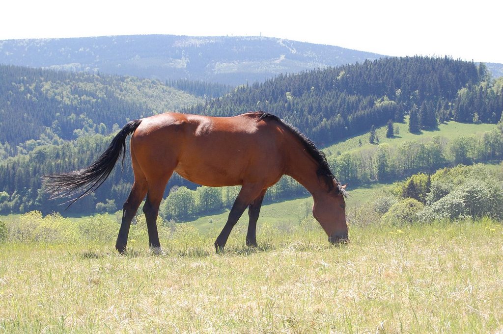 Great owl and horses by romuald mikolajek