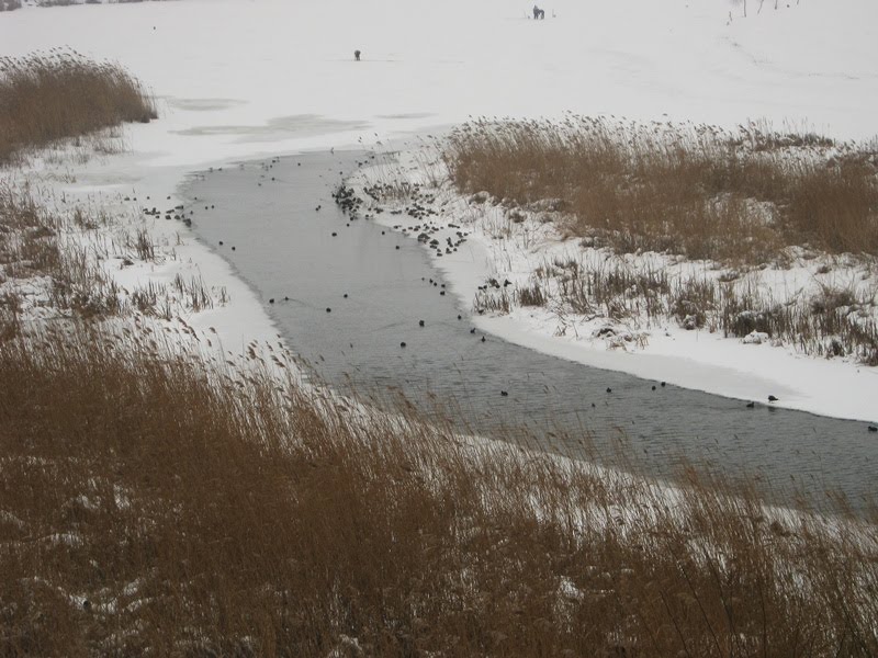 Pe lacul inghetat (feb 2012) by Mihai Călin