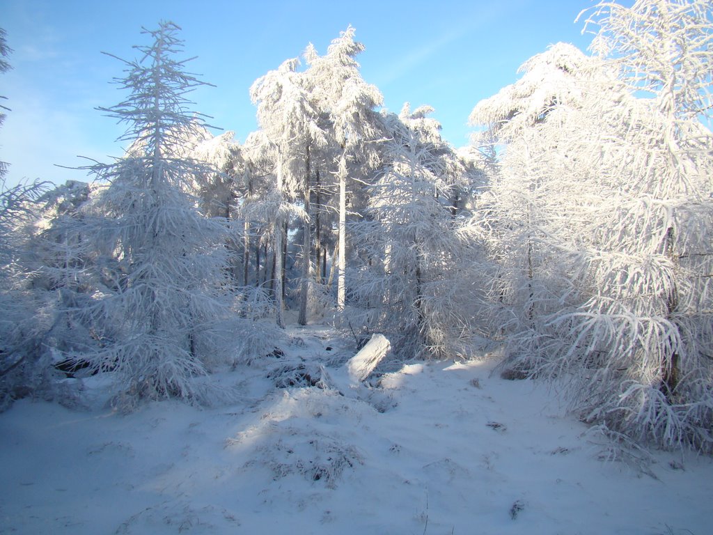 Frozen trees at Sněžník / Czech Republic by Lars0001