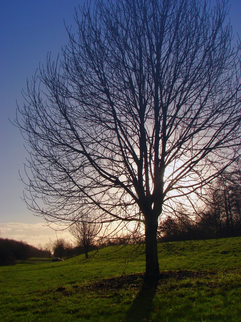 Tree by Arjan Keers