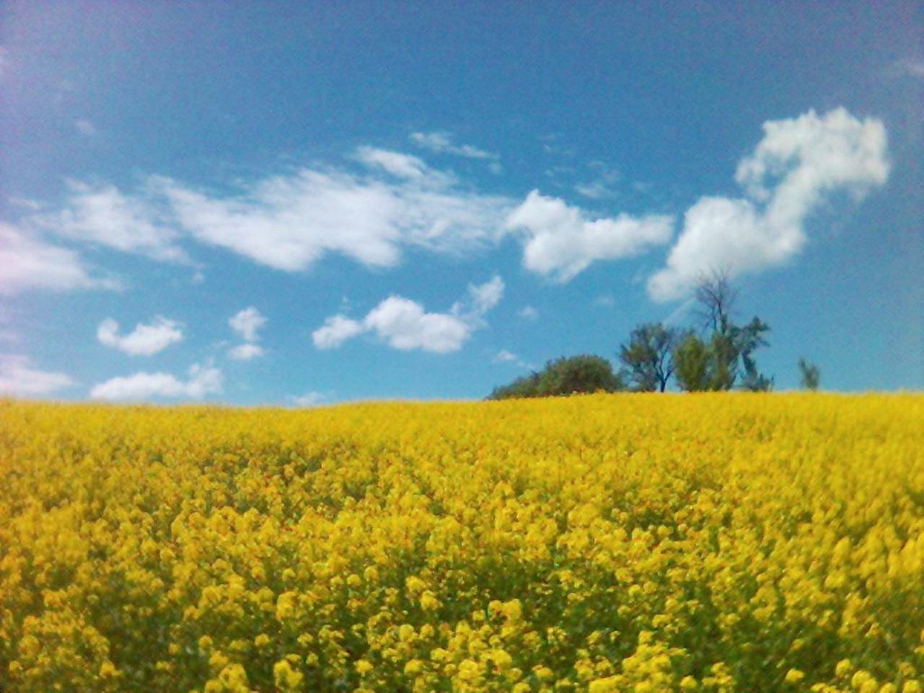 907 01 Brestovec, Slovakia by marekMY