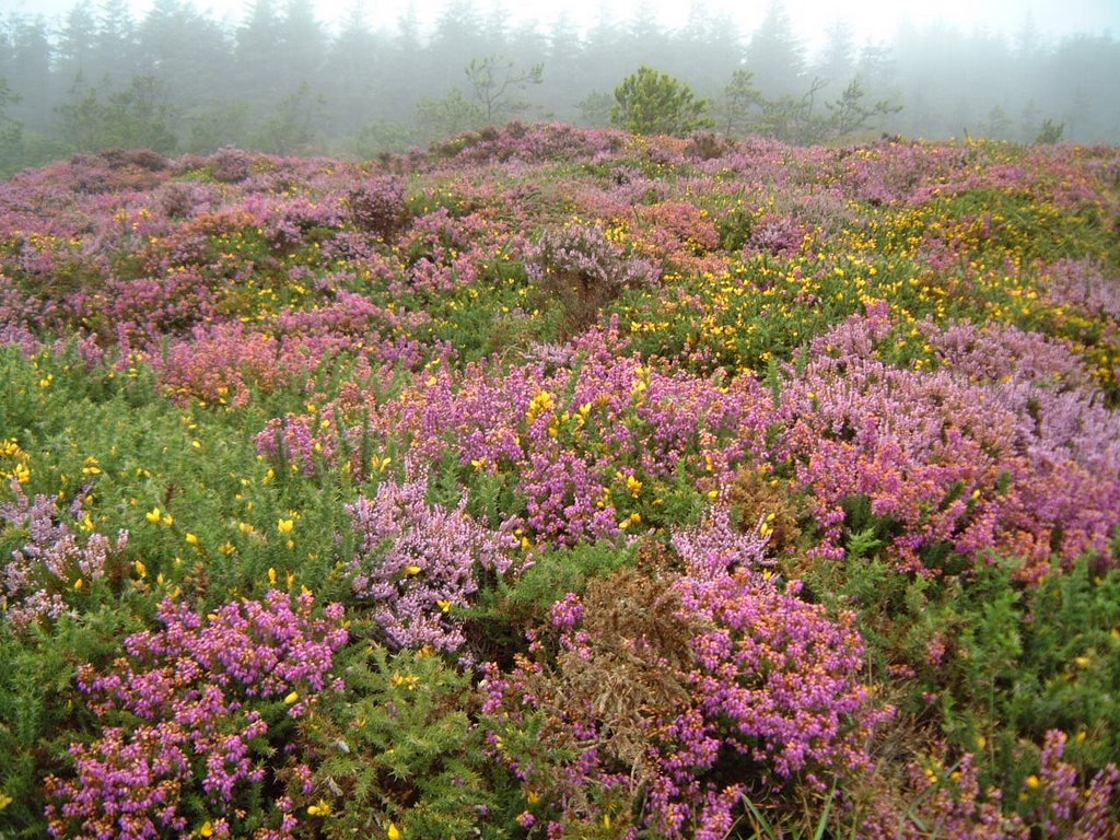 Heathers above Lough Hyne by MartyHolland