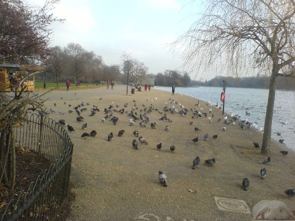 Geflügel im Hyde Park by mlong