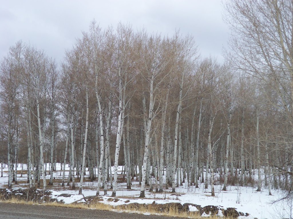 Aspen grove by chetross68