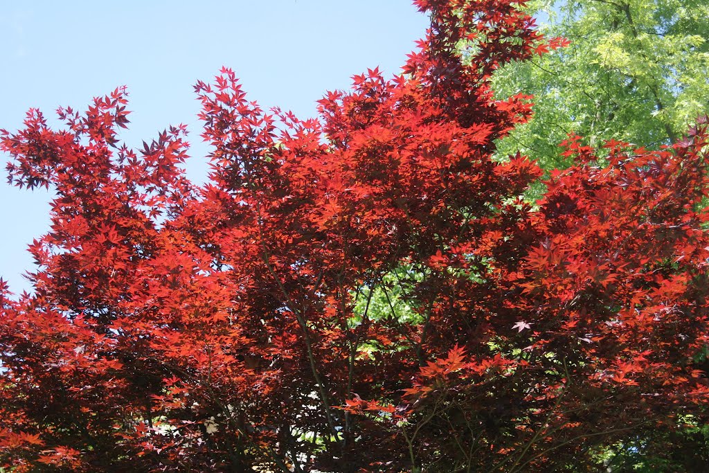 Roter Baum by © aurora-borealis