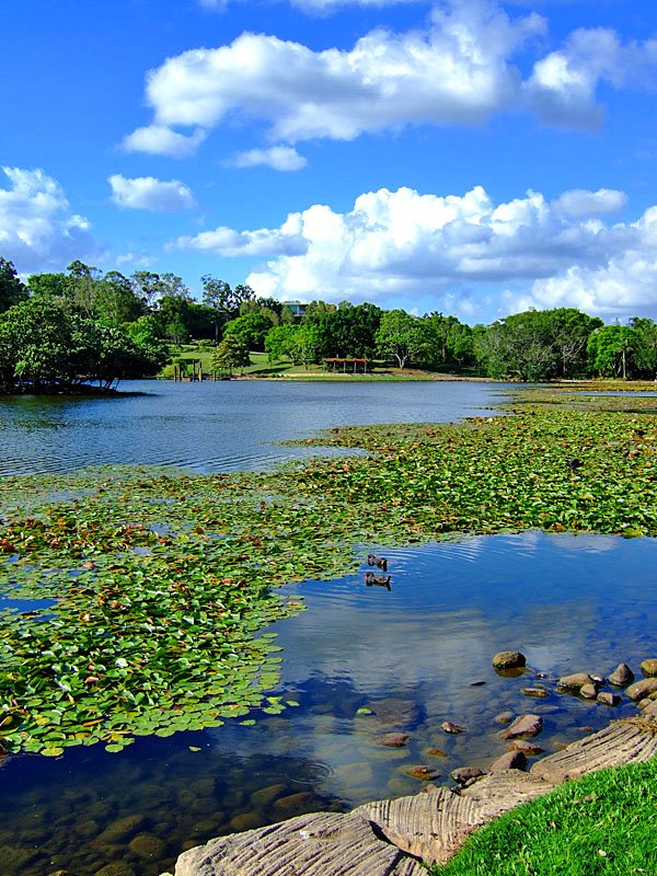 UQ Lake at the University of Queensland by HYC