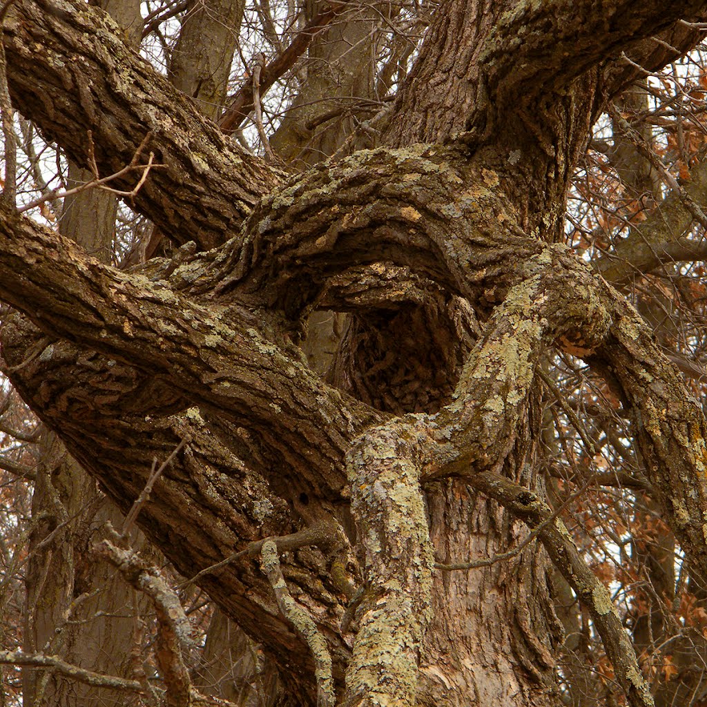 Twisted Limbs, Helen Allison Savanna Scientific and Natural Area, East Bethel, Minnesota by © Tom Cooper