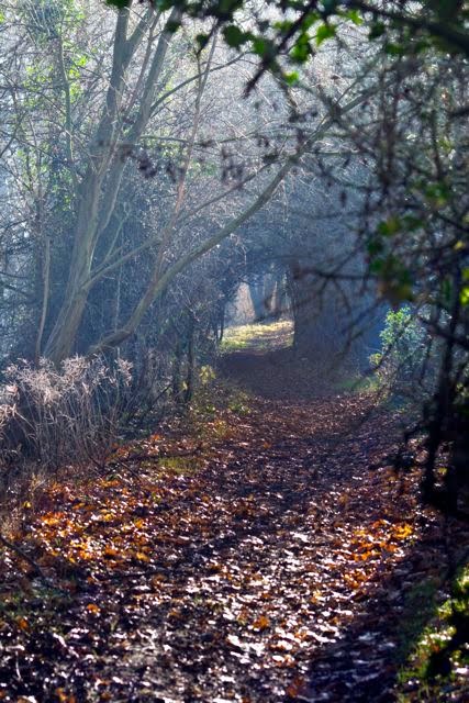 Muddy path by davewhitelock