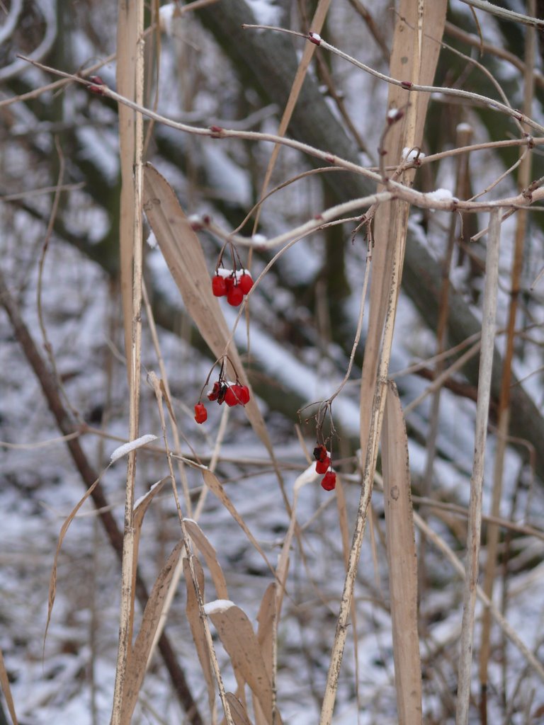 Beeren by Pixelmixi