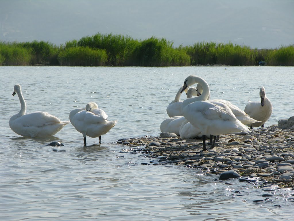 Swans / Лебеди by EPChristian 2