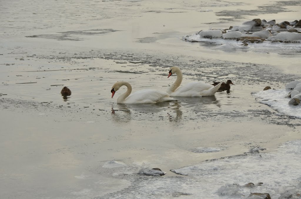 Bech-Maacher 12.02.2012 Luxembourg by RoschM