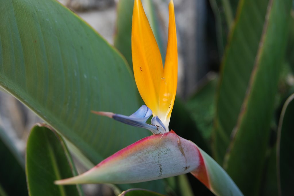 Flor by Antón Vázquez (Casa …