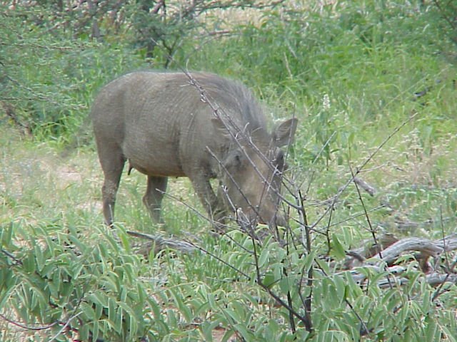 Wild pig on farm outside Okahandja, Namibia by rogerdp