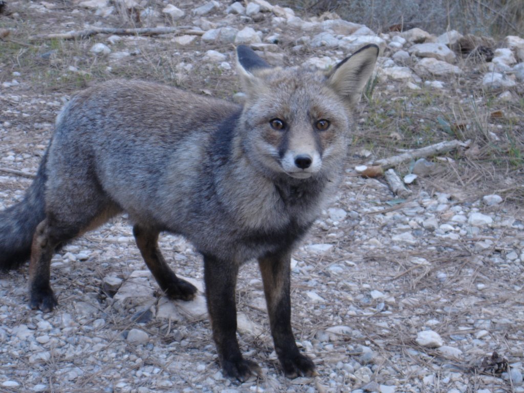 Zorro de Cazorla by Zeolithe