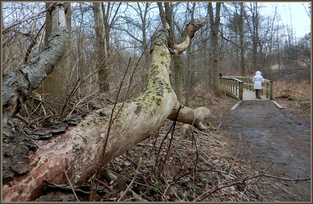 Rattray Marsh Conservation Area by LeSko48