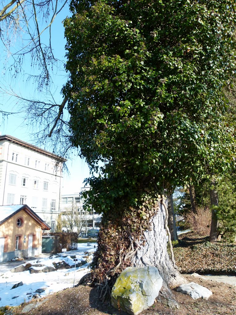 Jardin botanique de Fribourg by Magda GHALI