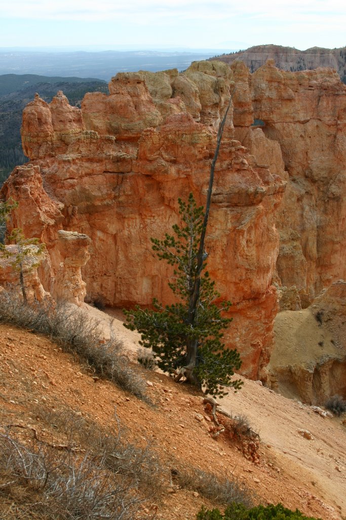 Black Birch Canyon by Richard Krueger