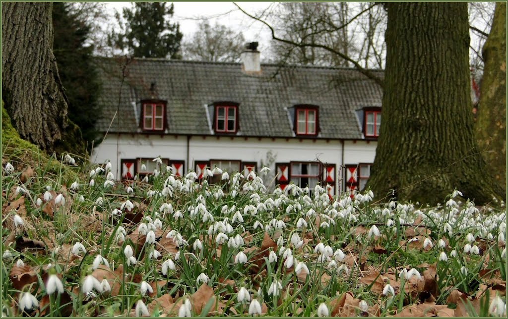 Tingelingelinggg............. Sneeuwklokjes bij kasteel De Haar, Haarzuilens! by Chris10 ©