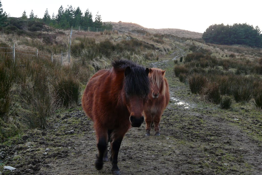 Ponies in muddy field, Co Donegal by kesh1967