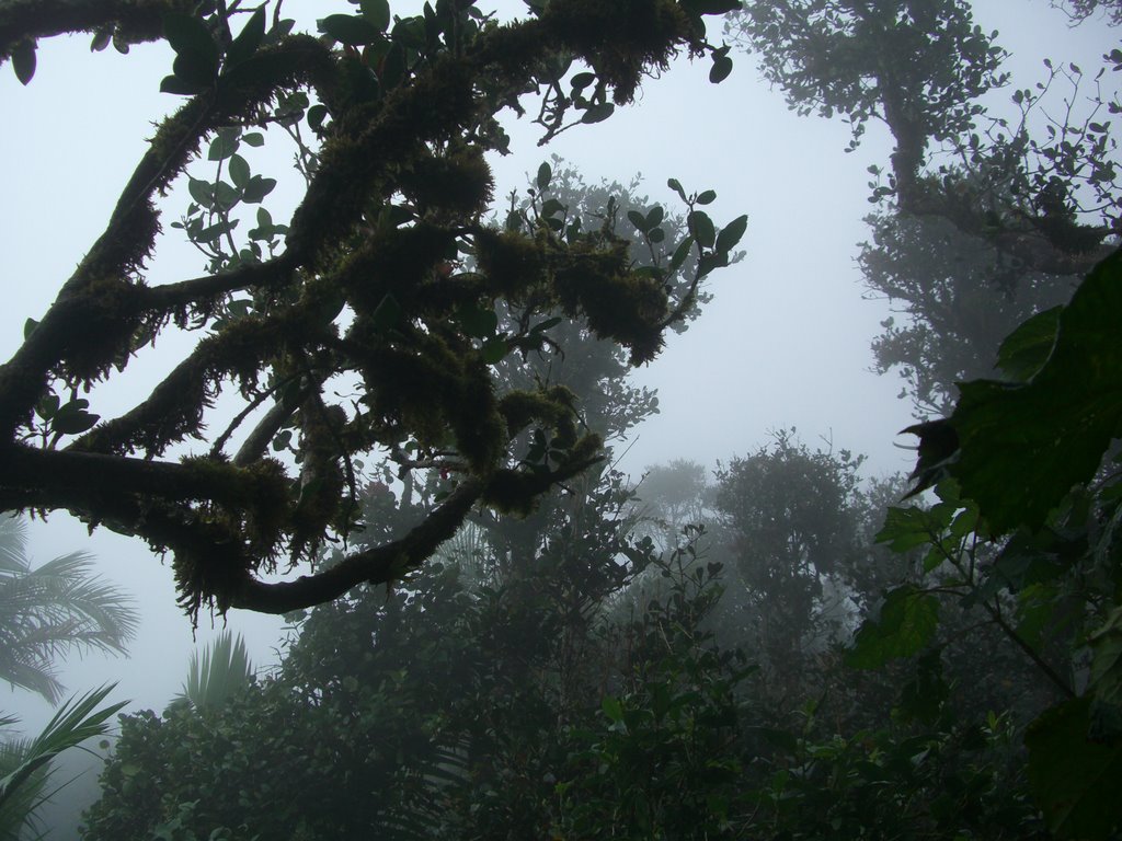 Cloud forest5 by Gabriel D'Attili