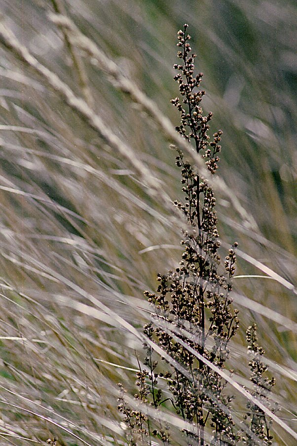 Late summer breeze by George Sled