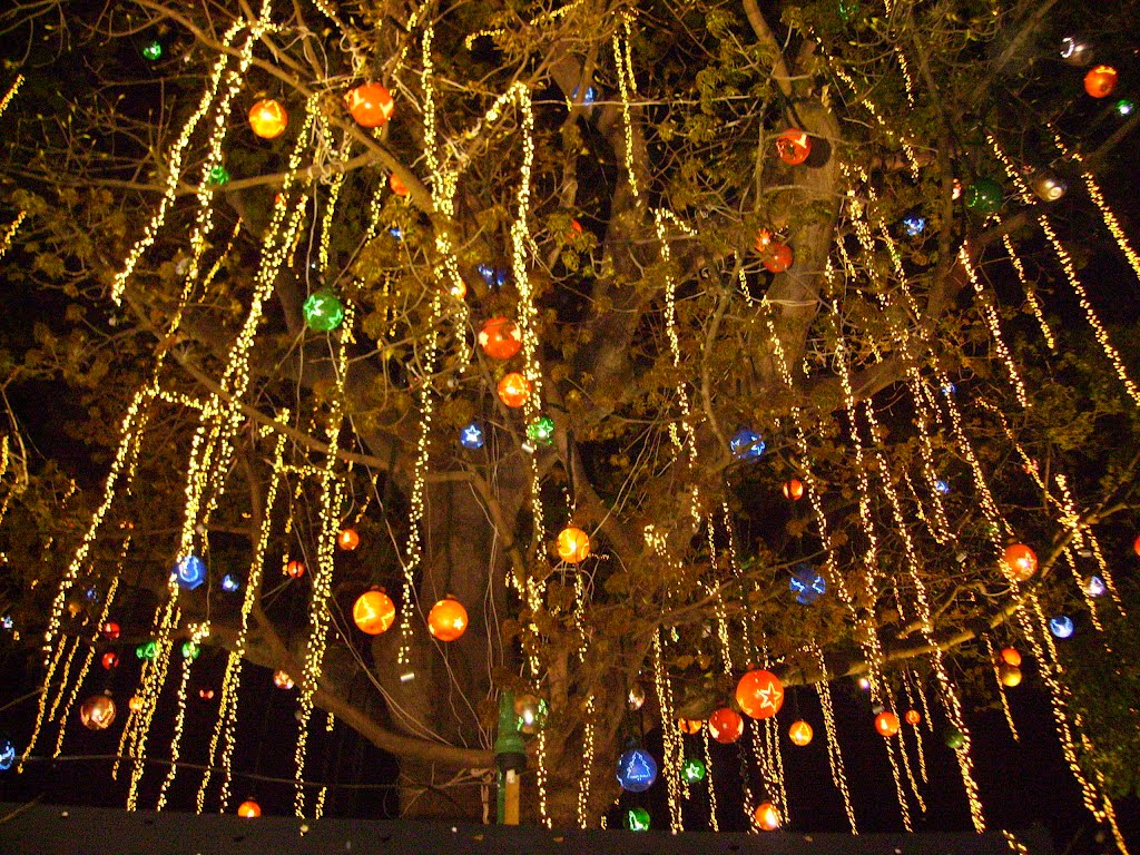 Decoración navideña en el árbol de ceiba, parque central de Antiguo Cuscatlán by Yobo