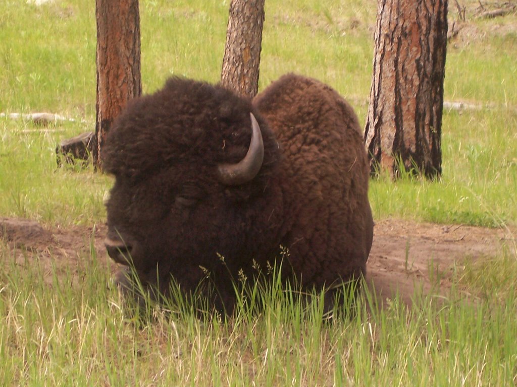 Buffalo in Custer by mollzk5