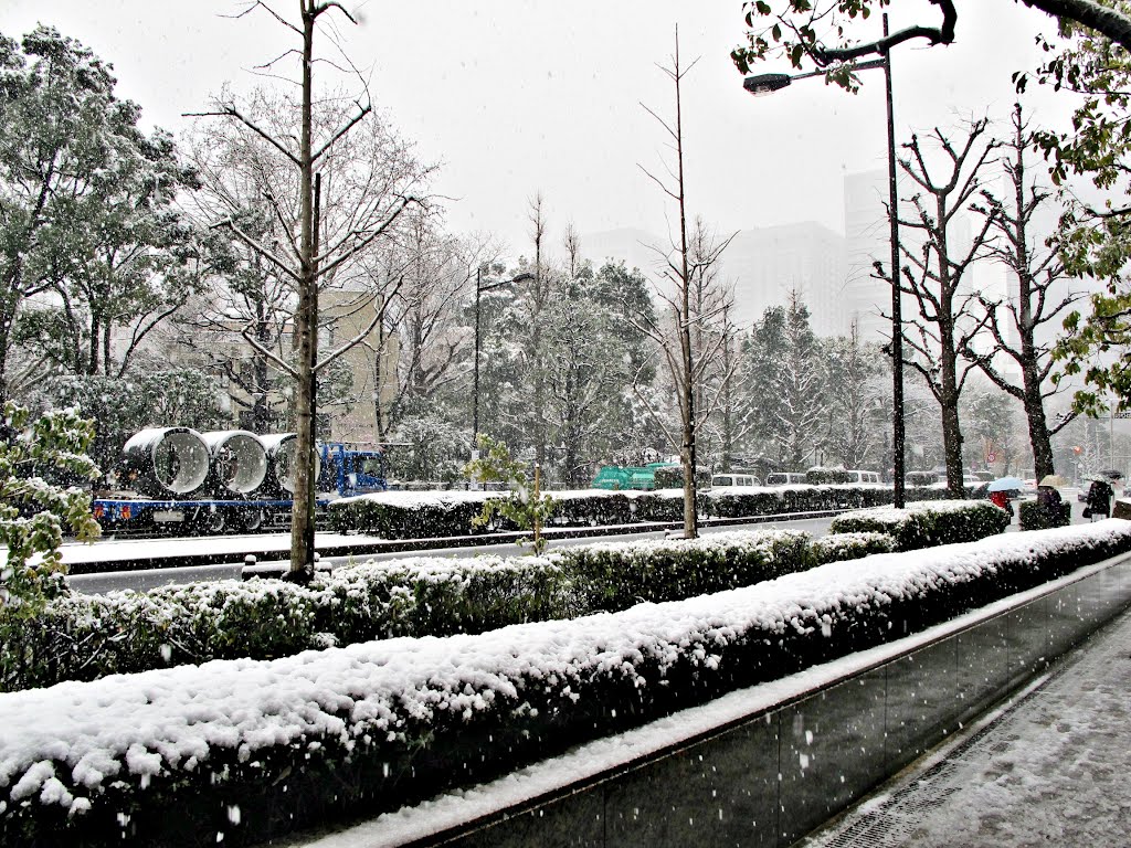 日本。東京の雪。NHẬT BẢN. Tokyo tuyết rơi by Đăng Định