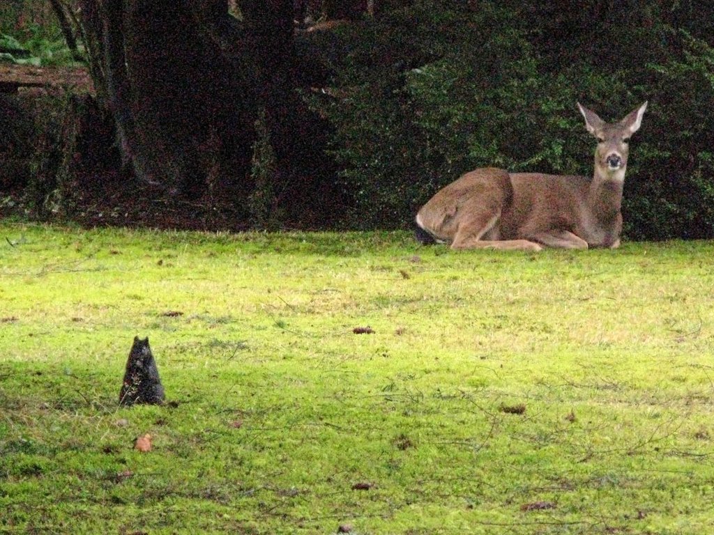 Squirrel & Deer by mbaraka2@shaw.ca