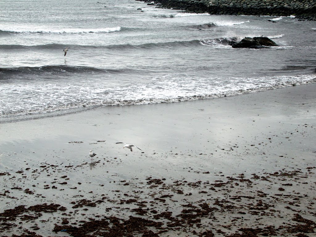 RHODE ISLAND: NEWPORT: seagulls at Easton's Beach by Douglas W. Reynolds, Jr.