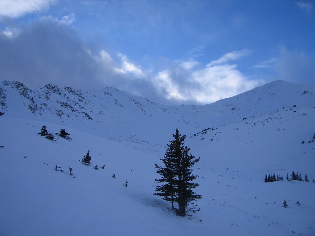 A Lone Pine in the Alpine Slope Above Basin Run at Marmot Jasper by David Cure-Hryciuk