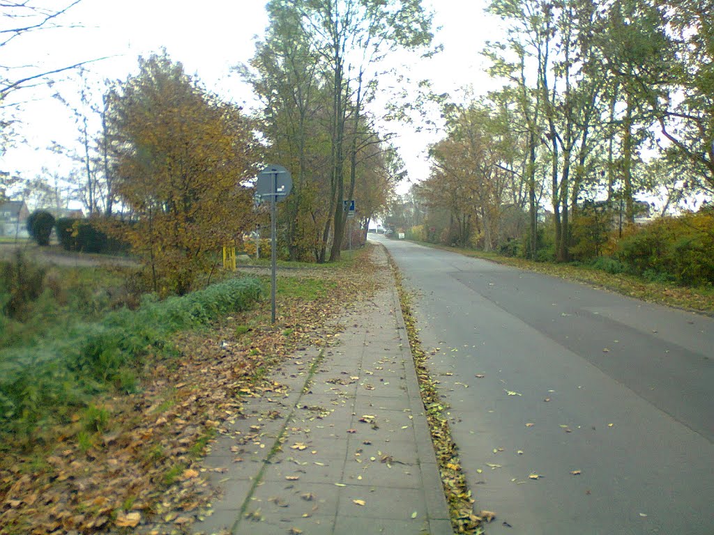 Waldwegstraße by Aaron M Alvarez