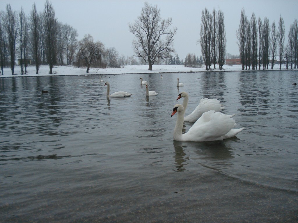 Swans1 by malinero