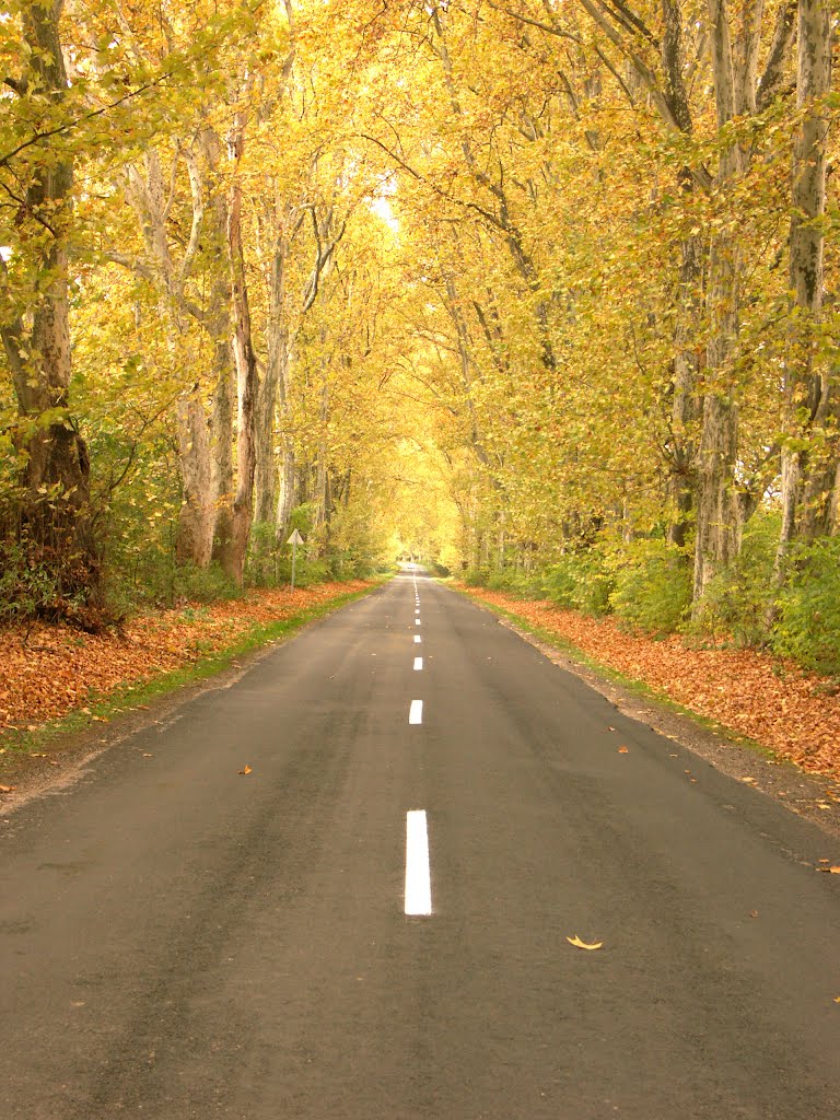 Őszi fasor /Autumn avenue by Kisné Nagy Rózsa