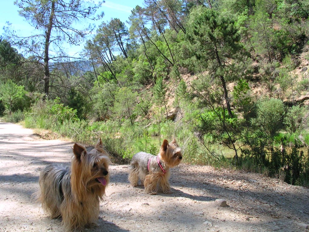 YORKY y THAIS by ppellejero