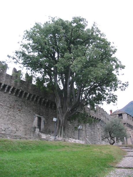 Old guard tree by Adriana Popa