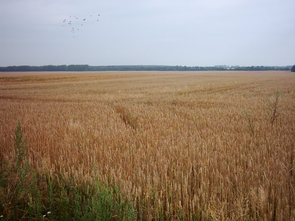 Weizenfeld in Zirkwitz by Klaus Laabs