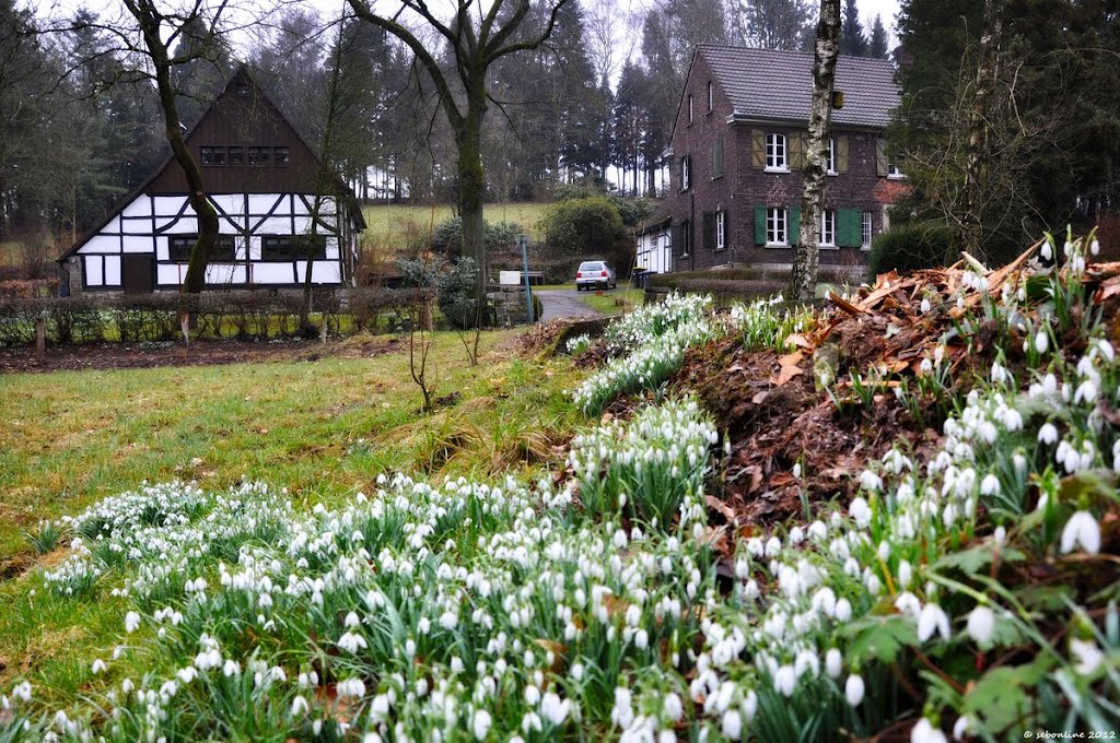 Bald Frühling bei "Zu Bröckers" - Mär.2012 by sebonline