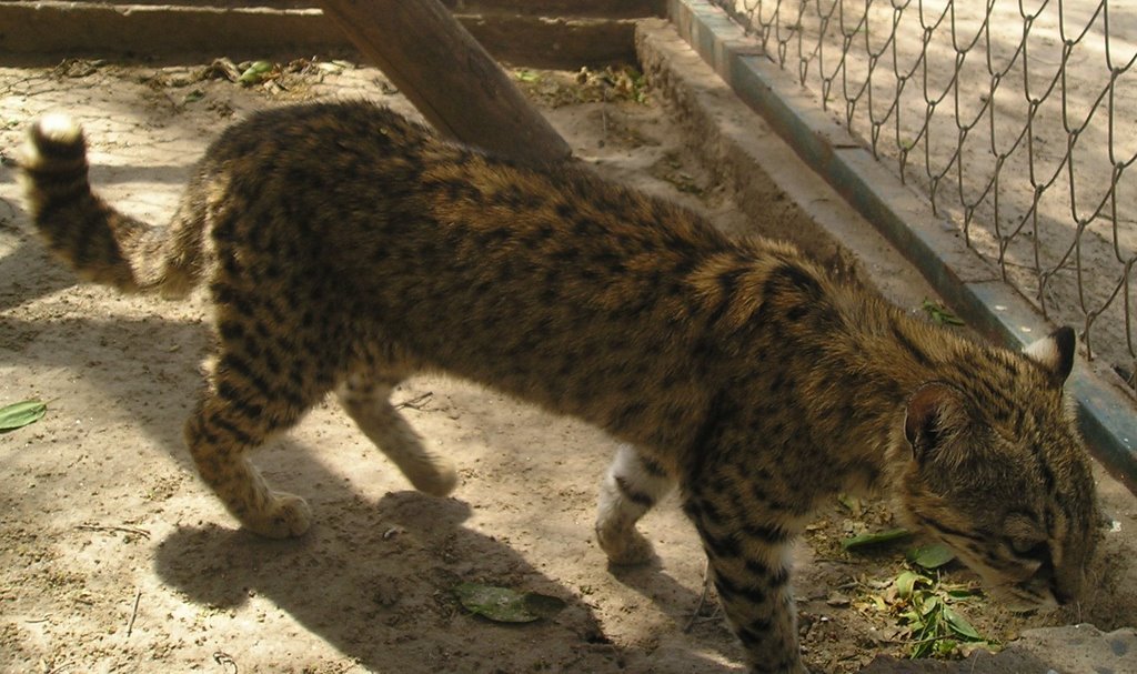 Zoológico. Tigrillo_Felis geofroyi by Sergio Correa Maya