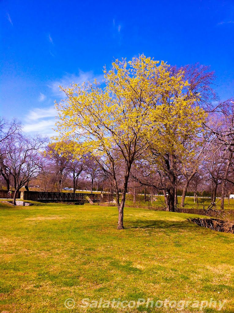 Harry Moss Park, Dallas, TX by Salatico