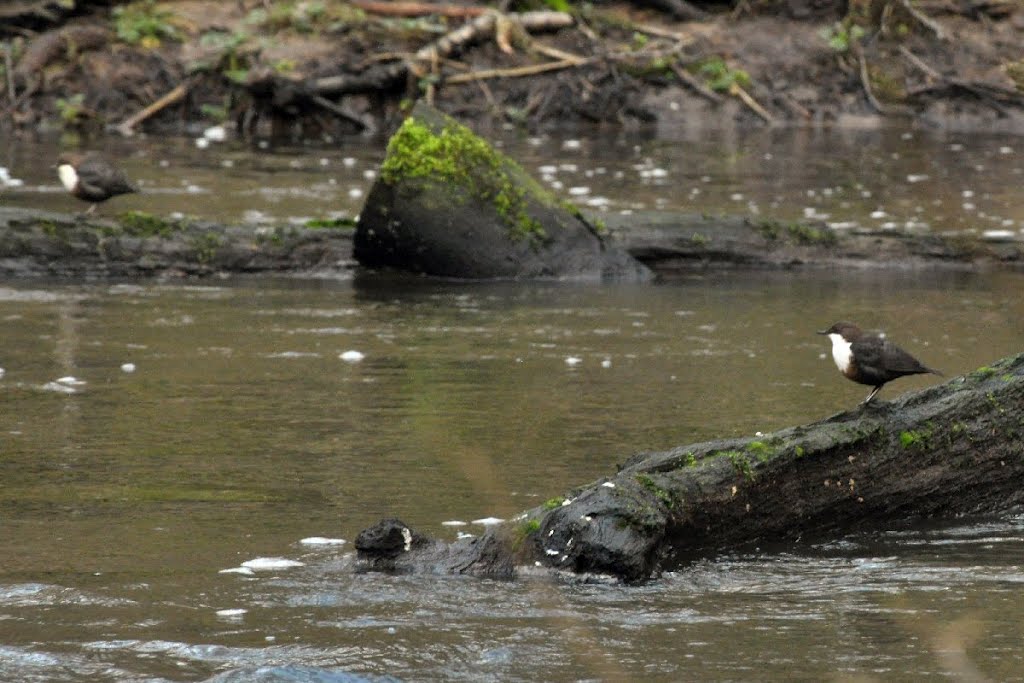 2 Dippers by David Humphreys