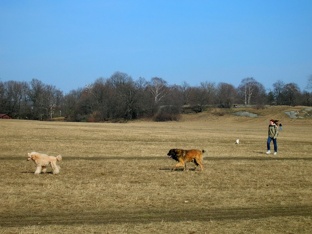 Walking the dogs by Petteri Kantokari