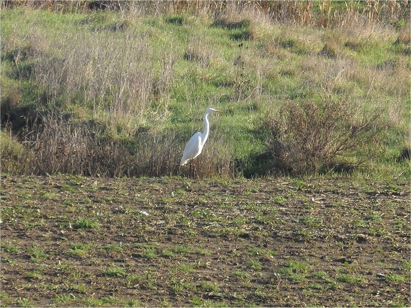 La danza dell'airone by Giannino NO VIEWS