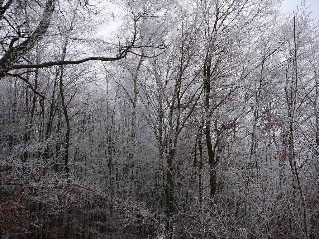 Frozen trees by Karolina P.